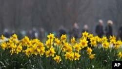 ILUSTRASI - Daffodil tumbuh di Green Park di London, 16 Maret 2017. Para ilmuwan sedang menguji coba metode baru yang memanfaatkan ekstrak tanaman itu untuk memangkas emisi metana yang dihasilkan sapi. (AP/Frank Augstein)
