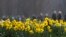 ILUSTRASI - Daffodil tumbuh di Green Park di London, 16 Maret 2017. Para ilmuwan sedang menguji coba metode baru yang memanfaatkan ekstrak tanaman itu untuk memangkas emisi metana yang dihasilkan sapi. (AP/Frank Augstein)
