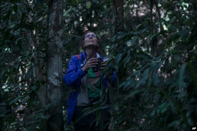 American Biological Anthropologist Karen Strier observes northern muriqui monkeys at the Feliciano Miguel Abdala Private Natural Heritage Reserve, in Caratinga, Minas Gerais state, Brazil, Wednesday, June 14, 2023. Strier started studying the northern muriqui monkeys 40 years ago when there were just 50 of the endangered animals left in this swath of wilderness. (AP Photo/Bruna Prado)