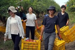 Jóvenes universitarios enfrascados en la recolección de la cosecha de granadas del kibutz de Tzora.