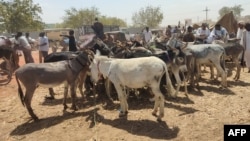 FILE - Traders and donkey farmers gather in an open market in Gedaref state in eastern Sudan, Feb. 16, 2024. A recent African study revealed that possessing a donkey can make the difference between destitution and a modest livelihood.