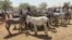 FILE - Traders and donkey farmers gather in an open market in Gedaref state in eastern Sudan, Feb. 16, 2024. A recent African study revealed that possessing a donkey can make the difference between destitution and a modest livelihood.