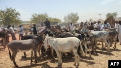 2024年2月16日，商人和驴农聚集在苏丹东部格达里夫州的一个公开市场。（法新社照片）