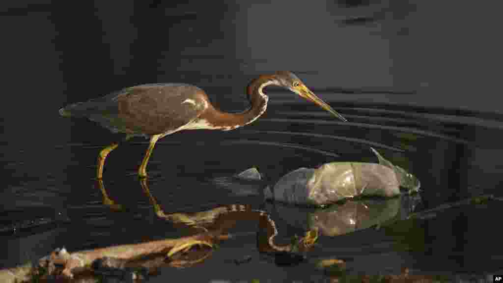 A heron walks amid plastic debris on the shore nearly three weeks after Hurricane Otis hit Acapulco, Mexico, as a Category 5 storm.