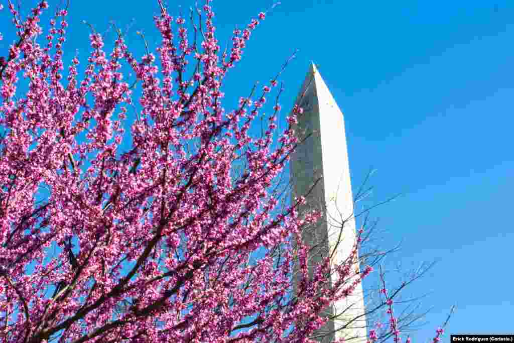 Los cerezos adornan la vista del monumento a Washington, un obelisco de 169 metros de altura.