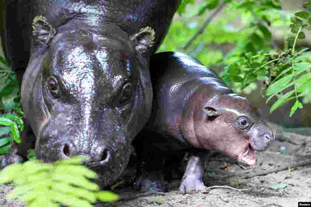 A six-week-old baby hippo "Toni," named after German national soccer player Antonio Ruediger, is pictured with its mother Debby, at Berlin Zoo in Berlin, Germany.