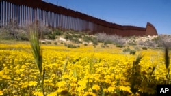 Bright yellow blooms carpet the ground, a sharp contrast to the imposing steel bollards of the border wall topped with rolls of razor wire along the U.S.- Mexico border, April 19, 2024, in the Ejido Jacume in the Tecate Municipality of Baja Calif., Mexico.