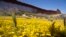 Bright yellow blooms carpet the ground, a sharp contrast to the imposing steel bollards of the border wall topped with rolls of razor wire along the U.S.- Mexico border, April 19, 2024, in the Ejido Jacume in the Tecate Municipality of Baja Calif., Mexico.