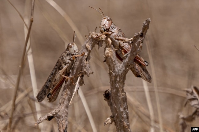 Locusts feed during a locusts swarm at Kandali area in Sholgara district, Balkh province, on June 4, 2023.