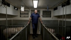 David Ayares, president and chief scientific officer of Revivicor, looks at pigs at the company's research farm near Blacksburg, Va., on May 29, 2024, where organs are retrieved for animal-to-human transplant experiments. (AP Photo/Shelby Lum)