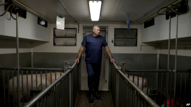 David Ayares, president and chief scientific officer of Revivicor, looks at pigs at the company's research farm near Blacksburg, Va., on May 29, 2024, where organs are retrieved for animal-to-human transplant experiments. (AP Photo/Shelby Lum)