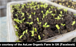 欧罗有机农场培植的小菜苗。 (图片来源：欧罗有机农场英国分部脸书网站)
