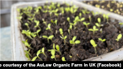歐羅有機農場培植的小菜苗。(圖片來源：歐羅有機農場英國分部臉書網站)