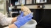 Scientists Create ‘Biocomputer’ with Lab-Grown Brain Tissue