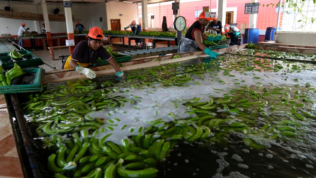 Drug Traffickers Use Banana Industry in Ecuador for Shipping