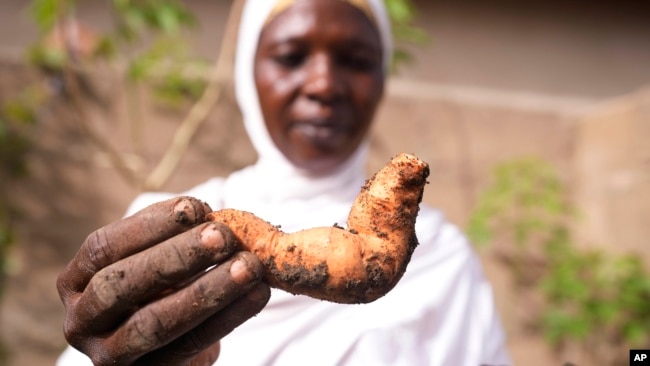 Hauwa Bwami, a 50-year-old widow and mother of five, who nearly lost her grand son to kwashiokor, shows an orange-fleshed sweet potato.(AP Photo/Sunday Alamba)