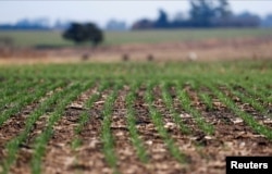 FILE: Tanaman gandum yang dimodifikasi secara genetik dengan strain yang disebut HB4, di sebuah peternakan di Pergamino, Buenos Aires, Argentina, 20 Juli 2022. (REUTERS/Agustin Marcarian)