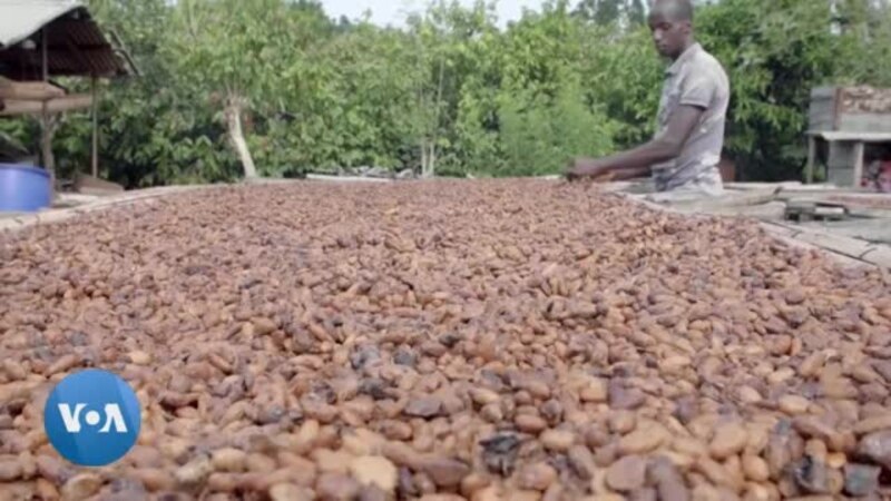 Le succès d'une coopérative ivoirienne de planteurs de cacao bio