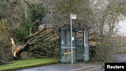 A fallen tree lies at a bus stop during Storm Isha, in Linlithgow, Scotland, Jan. 22, 2024. 