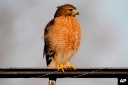 FILE - A red-shouldered hawk perches on a wire in Bolivar, Missouri, Jan. 28, 2021.