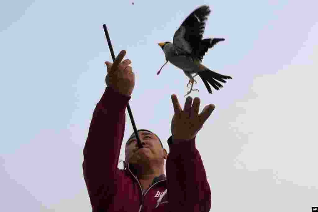  Xie Yufeng, seorang juru masak berusia 39 tahun, menerbangkan seekor burung ke atas sambil menembakkan manik-manik melalui tabung agar dapat ditangkap di udara, mempraktikkan tradisi yang berasal dari Dinasti Qing, di luar sebuah stadion di Beijing, China, 26 Maret 2024. (Foto: Ng Han Guan/AP Photo) &nbsp; &nbsp; &nbsp; &nbsp; &nbsp; &nbsp; &nbsp; 