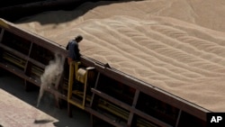 FILE - An employee of the Romanian grain handling operator Comvex oversees the unloading of Ukrainian cereals from a barge in the Black Sea port of Constanta, Romania, on June 21, 2022. 