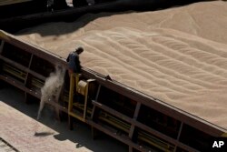 FILE - An employee of the Romanian grain handling operator Comvex oversees the unloading of Ukrainian cereals from a barge in the Black Sea port of Constanta, Romania, on June 21, 2022.