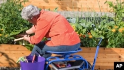 This image provided by Gardener’s Supply Company shows a woman gardening in a raised bed while seated on a Deluxe Tractor Scoot. (Gardeners.com via AP)