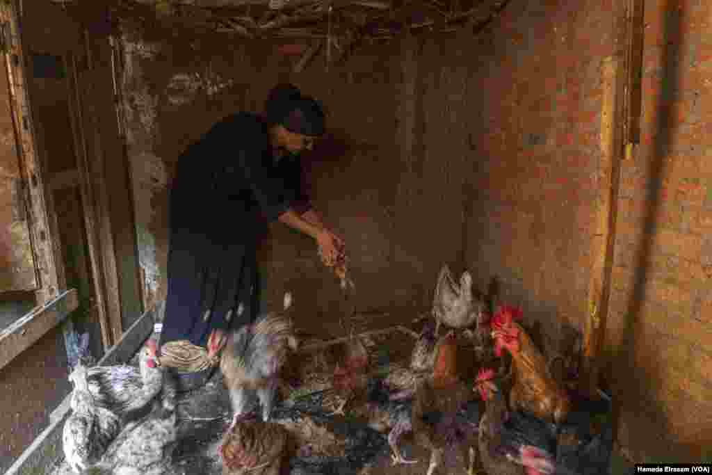 Omu Abanoub, a widowed mother, raises chickens at home so her family can eat eggs, after the cost of the protein source tripled last year. The birds subsist on stale bread that she buys for half the price of animal feed. Cairo, Egypt, June 24, 2024.&nbsp;(Hamada Elrasam/VOA)