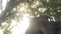Selamat, Lisa: Gajah Sumatra Lahirkan Anak Kelima di Riau