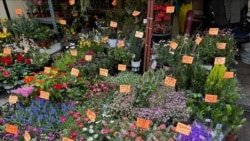 [헬로 서울] '봄맞이, 활짝 핀 꽃시장을 찾은 사람들’