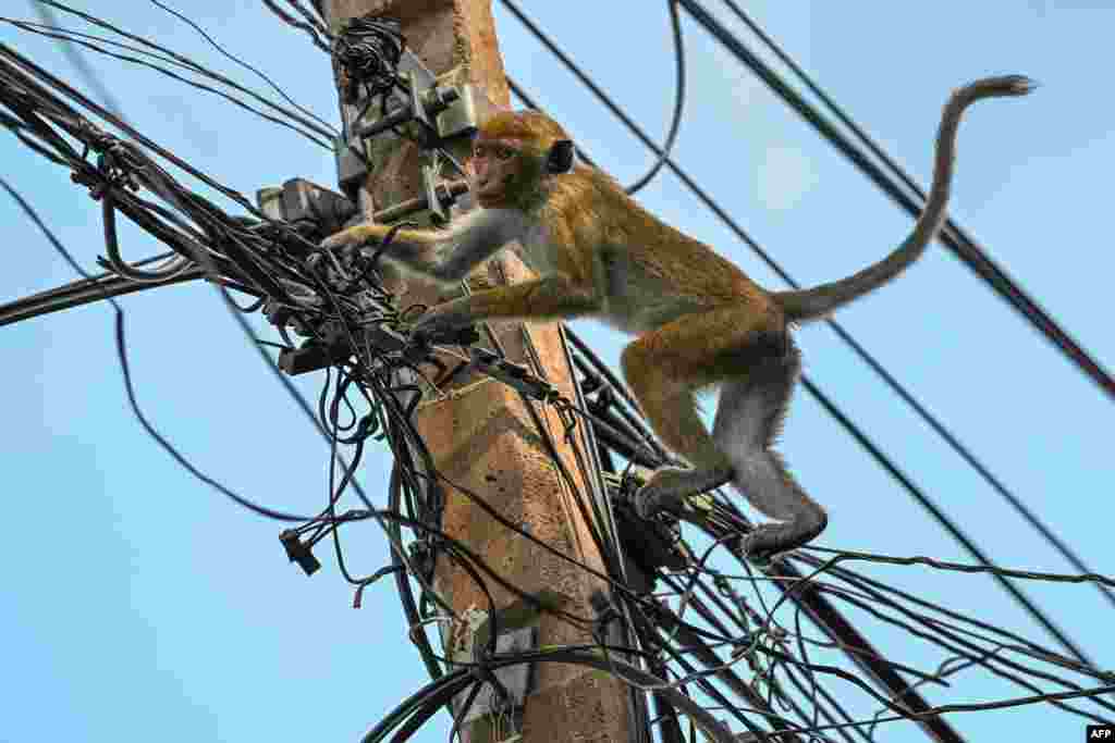 A monkey plays on overhead electric power cables in a street in the north-central town of Anuradhapura, Sri Lanka.