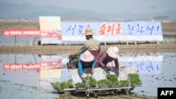 북한 남포시 강서구 농민들이 북한 선전 현수막 앞에서 모내기를 이용해 벼를 심고 있다. (자료사진)