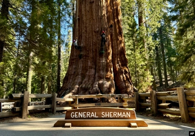 Researchers climb General Sherman, the world's largest tree, in Sequoia National Park, Calif., on May 21, 2024. (AP Photo/Terry Chea)