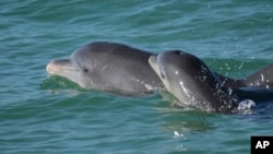 In this undated photo, bottlenose dolphins swim in open waters off Sarasota Bay, Florida. (Sarasota Dolphin Research Program via AP)