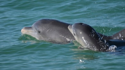 Study: Dolphin Mothers Use Baby Talk to Call Young