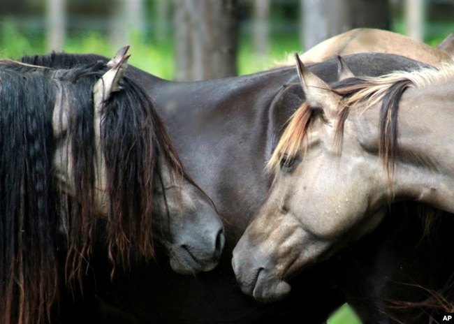 This photo provided by Sacred Way Sanctuary shows Anasazi Sun, left, and his mares in Florence, Ala. in 2019. (Sacred Way Sanctuary via AP)