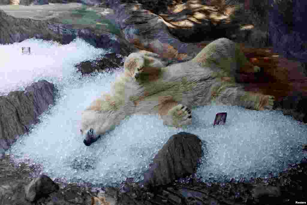 A polar bear rests on ice cubes that were brought to its enclosure during a heatwave at Prague Zoo in Prague, Czech Republic.