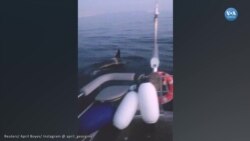 Katil balinalar bir yelkenli yata zarar verdi 