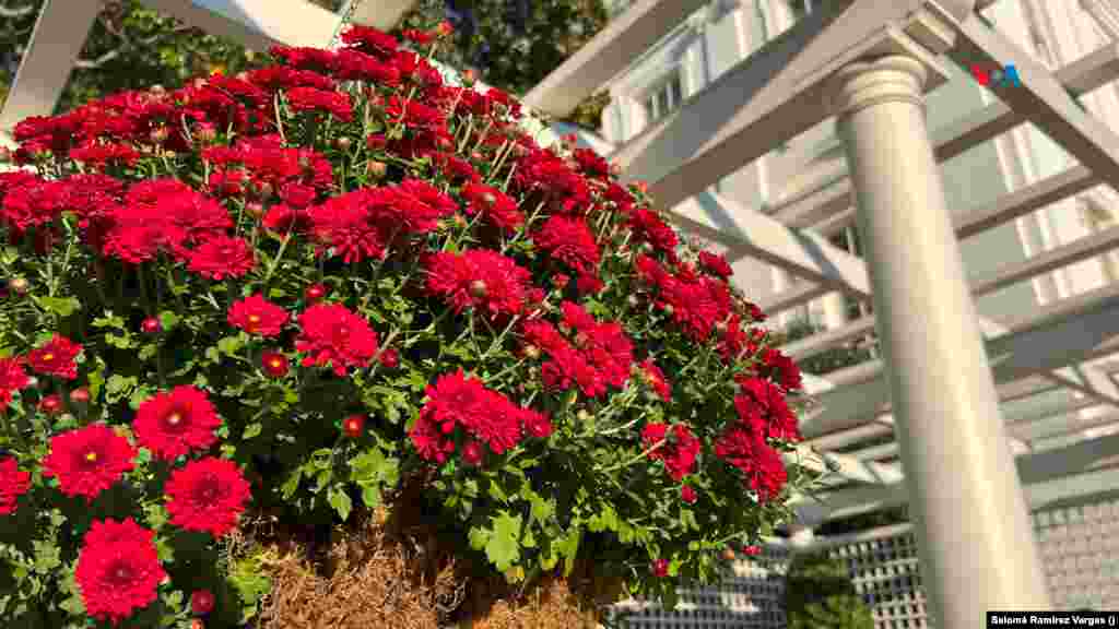 El jardín al este de la Casa Blanca lleva el nombre de la ex primera dama, Jacqueline Kennedy. Una blanca pérgola diseñada en 1965 sirve como &quot;ancla estructural&quot; para flores que cuelgan a su alrededor.