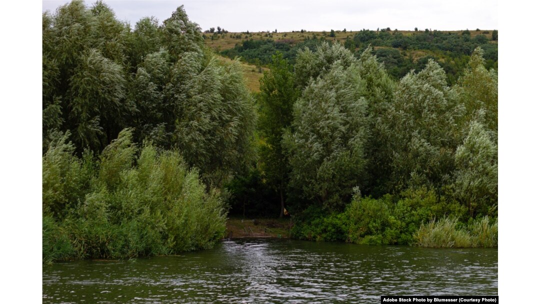 FILE - Trees growing on the shore of Bakota Bay on the Dniester River, Ukraine. Cloudy summer day. (Adobe Stock Photo by Blumesser)