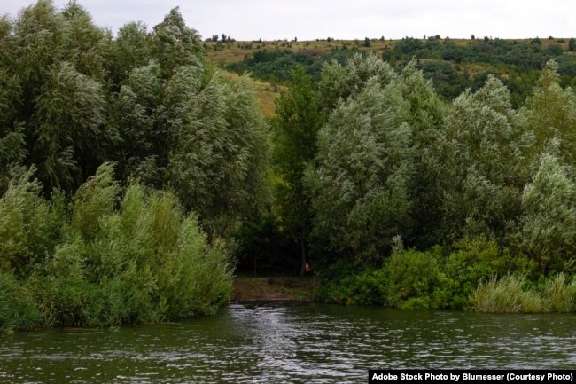 FILE - Trees growing on the shore of Bakota Bay on the Dniester River, Ukraine. Cloudy summer day. (Adobe Stock Photo by Blumesser)