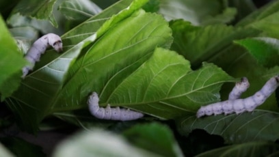 Cuban Scientist Experiments with Asian Silkworms