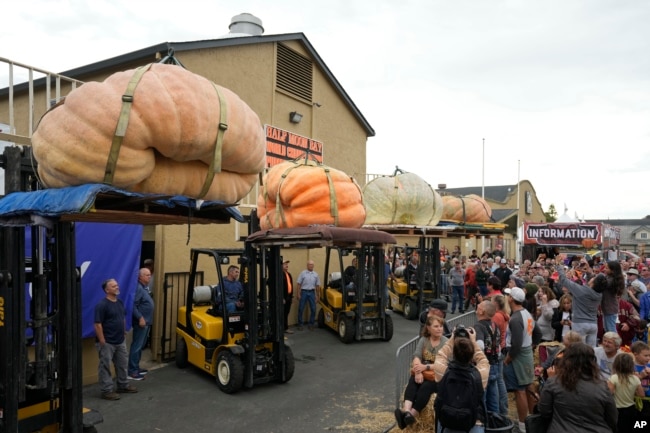 The final four pumpkins to be weighed are lifted up for the crowd at Safeway 50th annual World Championship Pumpkin Weigh-Off in Half Moon Bay, Calif., Monday, Oct. 9, 2023. (AP Photo/Eric Risberg)