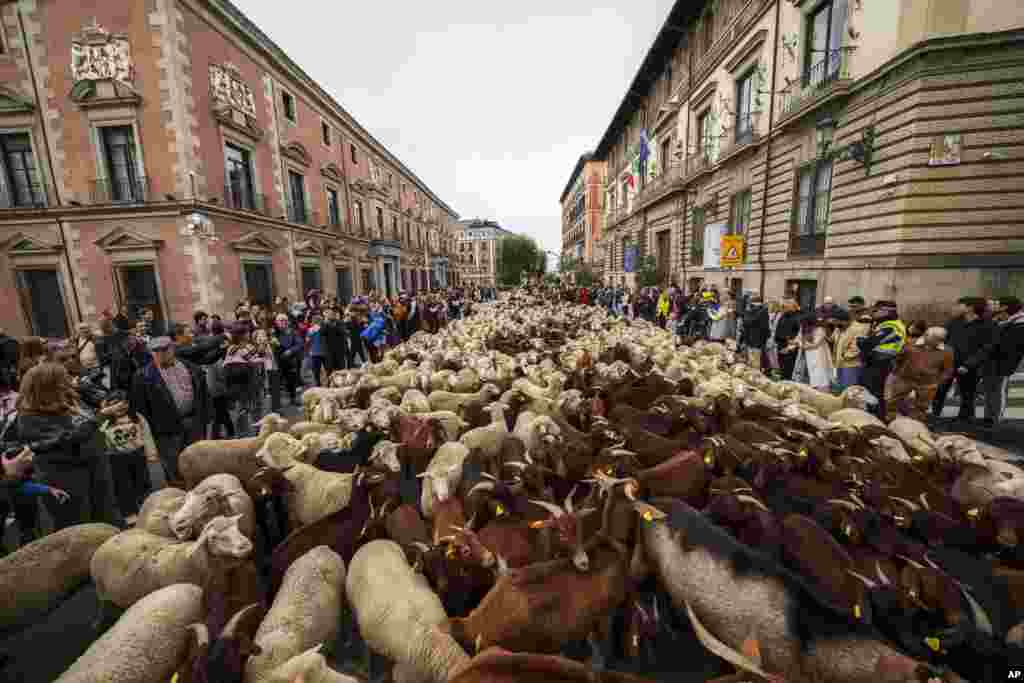A heard of sheep are guided through central Madrid, Spain.
