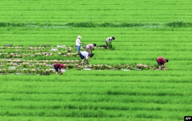 FILE — This aerial photo taken on June 27, 2023, shows farmers working at a rice field in Haian, in China's eastern Jiangsu province.