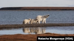 Polarni medvjedi na Alasci. 