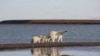 A polar bear family on a gravel spit extending from the Barter Island in Alaska. 