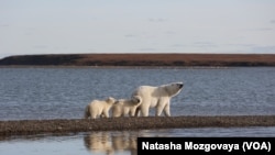 A polar bear family on a gravel spit extending from the Barter Island in Alaska. 