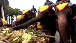 Tayland’da Ulusal Fil Günü
